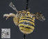  ( - UAIC1138811)  @11 [ ] by (2023) Glenn Seplak Arizona-Sonora Desert Museum