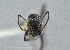  ( - UAIC1052011)  @11 [ ] by (2021) Wendy Moore University of Arizona Insect Collection