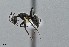  ( - UAIC1052011)  @11 [ ] by (2021) Wendy Moore University of Arizona Insect Collection