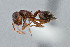  ( - UAIC1052016)  @11 [ ] by (2021) Wendy Moore University of Arizona Insect Collection