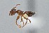  ( - UAIC1052020)  @11 [ ] by (2021) Wendy Moore University of Arizona Insect Collection