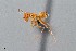  ( - UAIC1052042)  @11 [ ] by (2021) Wendy Moore University of Arizona Insect Collection
