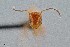  ( - UAIC1052042)  @11 [ ] by (2021) Wendy Moore University of Arizona Insect Collection