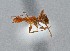  ( - UAIC1052045)  @11 [ ] by (2021) Wendy Moore University of Arizona Insect Collection