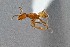  ( - UAIC1052046)  @11 [ ] by (2021) Wendy Moore University of Arizona Insect Collection