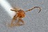  ( - UAIC1052046)  @11 [ ] by (2021) Wendy Moore University of Arizona Insect Collection