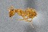  ( - UAIC1052075)  @11 [ ] by (2021) Wendy Moore University of Arizona Insect Collection