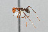  ( - UAIC1052090)  @11 [ ] by (2021) Wendy Moore University of Arizona Insect Collection