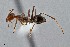  ( - UAIC1052093)  @11 [ ] by (2021) Wendy Moore University of Arizona Insect Collection