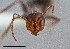  ( - UAIC1052093)  @11 [ ] by (2021) Wendy Moore University of Arizona Insect Collection