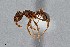  ( - UAIC1052100)  @11 [ ] by (2021) Wendy Moore University of Arizona Insect Collection