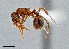  ( - UAIC1052103)  @11 [ ] by (2021) Wendy Moore University of Arizona Insect Collection