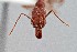  ( - UAIC1052118)  @11 [ ] by (2021) Wendy Moore University of Arizona Insect Collection