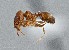  ( - UAIC1052126)  @11 [ ] by (2021) Wendy Moore University of Arizona Insect Collection