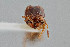  ( - UAIC1052126)  @11 [ ] by (2021) Wendy Moore University of Arizona Insect Collection