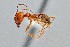  ( - UAIC1052135)  @11 [ ] by (2021) Wendy Moore University of Arizona Insect Collection