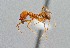  ( - UAIC1052138)  @11 [ ] by (2021) Wendy Moore University of Arizona Insect Collection