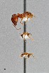  (Pheidole obtusospinosa - UAIC1052167)  @11 [ ] by (2021) Wendy Moore University of Arizona Insect Collection