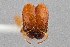  ( - UAIC1052185)  @11 [ ] by (2021) Wendy Moore University of Arizona Insect Collection