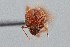  ( - UAIC1052192)  @11 [ ] by (2021) Wendy Moore University of Arizona Insect Collection