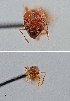  (Pheidole titanis - UAIC1052192)  @11 [ ] by (2021) Wendy Moore University of Arizona Insect Collection