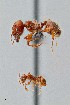 ( - UAIC1052192)  @11 [ ] by (2021) Wendy Moore University of Arizona Insect Collection