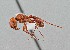  ( - UAIC1052202)  @11 [ ] by (2021) Wendy Moore University of Arizona Insect Collection