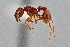  ( - UAIC1052239)  @11 [ ] by (2021) Wendy Moore University of Arizona Insect Collection