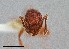  ( - UAIC1052239)  @11 [ ] by (2021) Wendy Moore University of Arizona Insect Collection