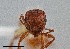  ( - UAIC1052242)  @11 [ ] by (2021) Wendy Moore University of Arizona Insect Collection
