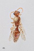  (Dilophotopsis paron - UAIC1064116)  @11 [ ] Unspecified (default): All Rights Reserved (2023) Wendy Moore University of Arizona