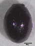  ( - UAIC1128877)  @11 [ ] (by) (2021) Wendy Moore University of Arizona Insect Collection