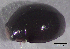  ( - UAIC1128877)  @11 [ ] (by) (2021) Wendy Moore University of Arizona Insect Collection