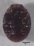  ( - UAIC1128877)  @11 [ ] (by) (2021) Wendy Moore University of Arizona Insect Collection