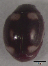  ( - UAIC1128897)  @11 [ ] (by) (2021) Wendy Moore University of Arizona Insect Collection