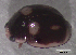  ( - UAIC1128897)  @11 [ ] (by) (2021) Wendy Moore University of Arizona Insect Collection