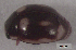  ( - UAIC1128897)  @11 [ ] (by) (2021) Wendy Moore University of Arizona Insect Collection