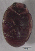  ( - UAIC1128897)  @11 [ ] (by) (2021) Wendy Moore University of Arizona Insect Collection