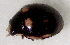  ( - UAIC1128902)  @11 [ ] (by) (2021) Wendy Moore University of Arizona Insect Collection