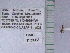  (Dorymyrmex sp. az02 - UAIC1128951)  @11 [ ] by (2021) Wendy Moore University of Arizona Insect Collection