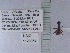  (Formica sp. az04 - UAIC1128954)  @11 [ ] by (2021) Wendy Moore University of Arizona Insect Collection