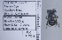  ( - UAIC1135033)  @11 [ ] by (2020) Wendy Moore University of Arizona Insect Collection