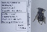  ( - UAIC1135034)  @11 [ ] by (2020) Wendy Moore University of Arizona Insect Collection