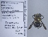  ( - UAIC1135045)  @11 [ ] by (2020) Wendy Moore University of Arizona Insect Collection