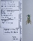  ( - UAIC1135060)  @11 [ ] by (2020) Wendy Moore University of Arizona Insect Collection