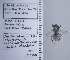  ( - UAIC1135073)  @11 [ ] by (2020) Wendy Moore University of Arizona Insect Collection