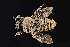  ( - UAIC1135075)  @11 [ ] by (2021) Wendy Moore University of Arizona Insect Collection