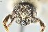  ( - UAIC1135075)  @11 [ ] by (2021) Wendy Moore University of Arizona Insect Collection