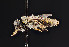  ( - UAIC1135075)  @11 [ ] by (2021) Wendy Moore University of Arizona Insect Collection