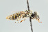  ( - UAIC1135075)  @11 [ ] by (2021) Wendy Moore University of Arizona Insect Collection